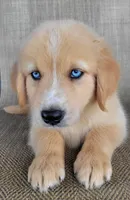 Blake , a male Australian Shepherd and Golden Retriever for sale in Limestone, TN – 3 of 8