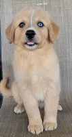 Goldie , a female Golden Retriever for sale in Limestone, TN – 3 of 7