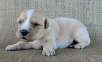 Candie, a female Australian Shepherd and Golden Retriever for sale in Limestone, TN – 2 of 4