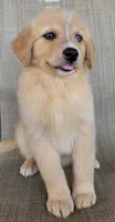 Goldie , a female Golden Retriever for sale in Limestone, TN – 2 of 7