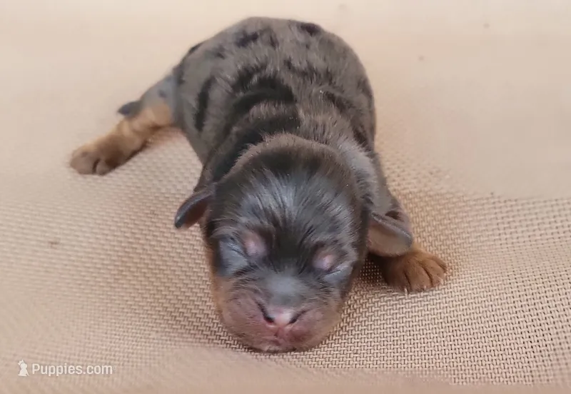 Tiana – Shihpoo puppy for sale in Limestone, TN