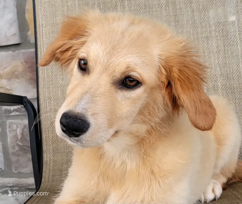 Dollie  – Australian Shepherd, Golden Retriever puppy for sale in Limestone, TN