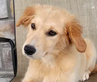 Dollie , a female Australian Shepherd and Golden Retriever for sale in Limestone, TN – 1 of 8