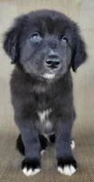 Bluey, a male Australian Shepherd and Golden Retriever for sale in Limestone, TN – 6 of 8
