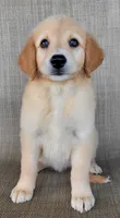 Elsa , a female Australian Shepherd and Golden Retriever for sale in Limestone, TN – 3 of 8