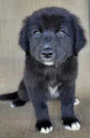 Bluey, a male Australian Shepherd and Golden Retriever for sale in Limestone, TN – 4 of 8