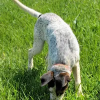 Chase, a male English Coonhound for sale in Limestone, TN – Photo 3 of 4