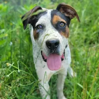 Chase, a male English Coonhound for sale in Limestone, TN – Photo 1 of 4