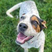 Chase, a male English Coonhound for sale in Limestone, TN – Photo 2 of 4
