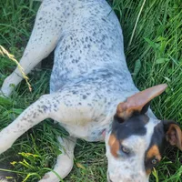 Chase, a male English Coonhound for sale in Limestone, TN – Photo 4 of 4