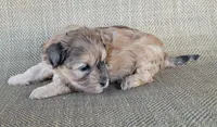 Paris , a female Shihpoo for sale in Limestone, TN – 2 of 5