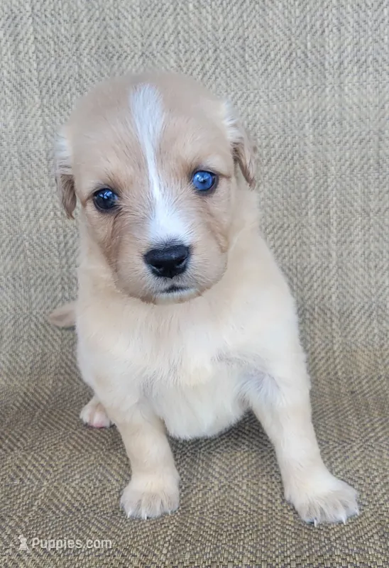 Goldie – Australian Shepherd, Golden Retriever puppy for sale in Limestone, TN