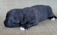 Bluey, a male Australian Shepherd and Golden Retriever for sale in Limestone, TN – 4 of 4