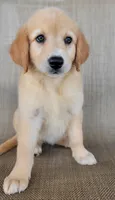 Elsa , a female Australian Shepherd and Golden Retriever for sale in Limestone, TN – 6 of 8