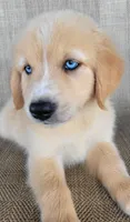 Blake , a male Australian Shepherd and Golden Retriever for sale in Limestone, TN – 5 of 8
