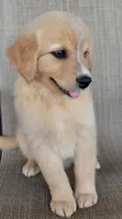 Goldie , a female Golden Retriever for sale in Limestone, TN – 6 of 7