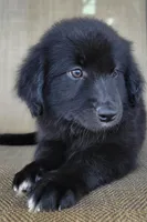 Bear, a male Australian Shepherd and Golden Retriever for sale in Limestone, TN – 5 of 8