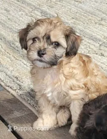 Paris  – Shihpoo puppy for sale in Limestone, TN
