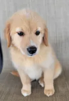 Dollie , a female Australian Shepherd and Golden Retriever for sale in Limestone, TN – 4 of 9