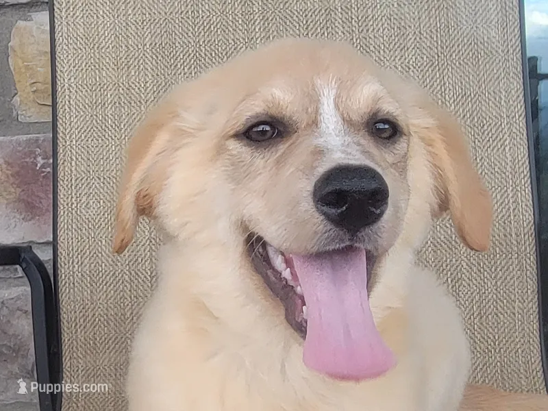 Candie – Australian Shepherd, Golden Retriever puppy for sale in Limestone, TN