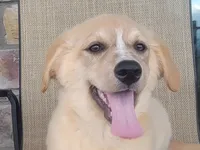 Candie, a female Australian Shepherd and Golden Retriever for sale in Limestone, TN – 1 of 10