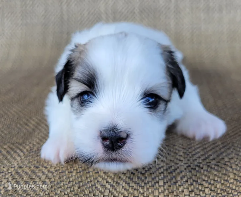 Levi – Shichon puppy for sale in Limestone, TN