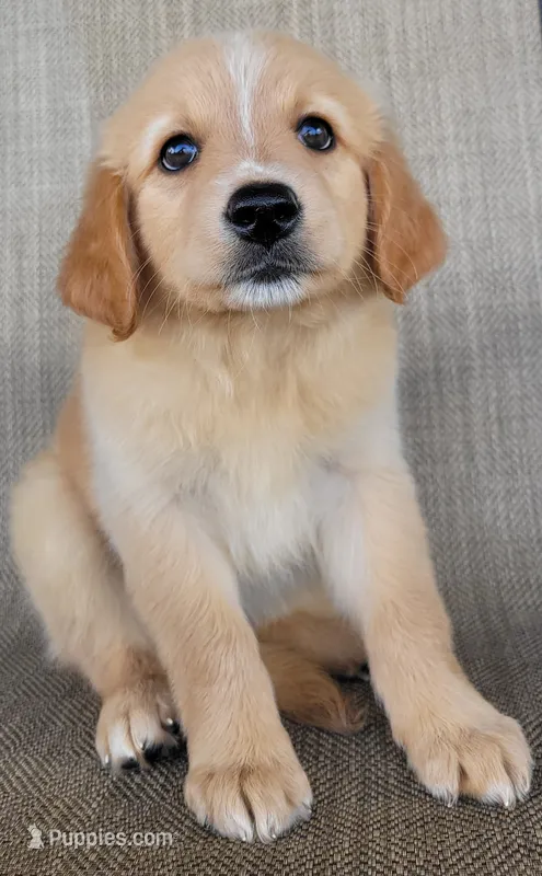 Princess  – Australian Shepherd, Golden Retriever puppy for sale in Limestone, TN