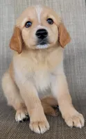 Princess , a female Australian Shepherd and Golden Retriever for sale in Limestone, TN – 1 of 6