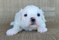Pearl , a female Shichon for sale in Limestone, TN – 4 of 4