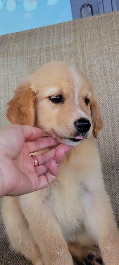 Princess , a female Australian Shepherd and Golden Retriever for sale in Limestone, TN – 6 of 6