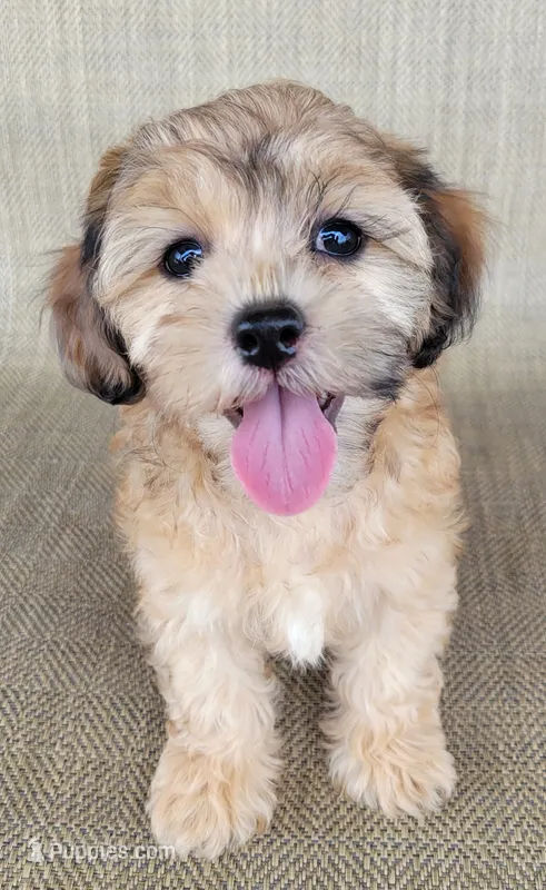 Paris  – Shihpoo puppy on hold in Limestone, TN