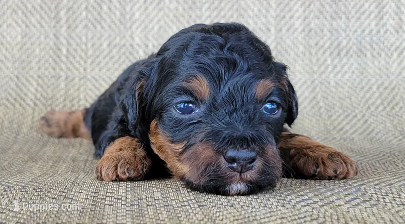 Maui – Shihpoo puppy for sale in Limestone, TN