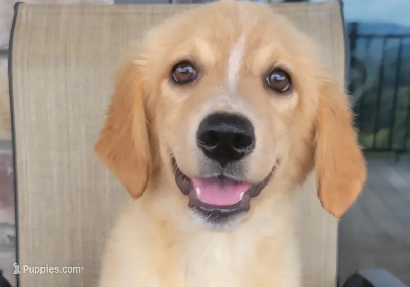 Princess  – Australian Shepherd, Golden Retriever puppy for sale in Limestone, TN