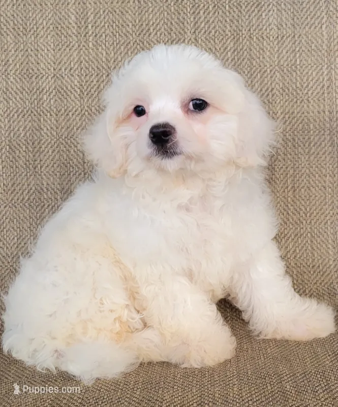 Pearl  – Shichon puppy for sale in Limestone, TN