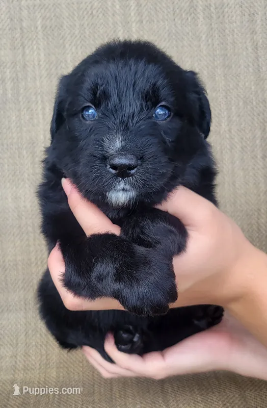 Trixie  – Australian Shepherd, Golden Retriever puppy for sale in Limestone, TN