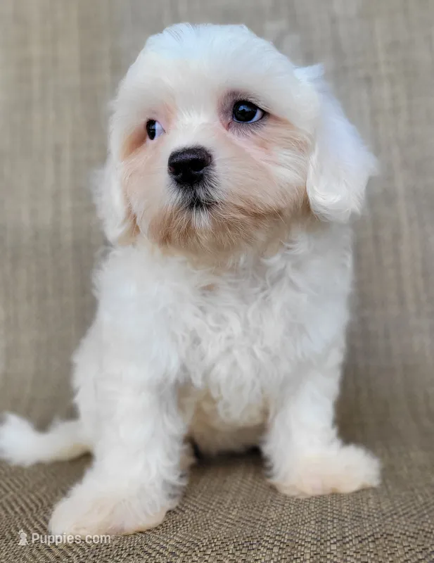 Pearl  – Shichon puppy for sale in Limestone, TN