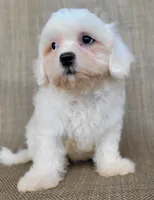Pearl , a female Shichon for sale in Limestone, TN – 1 of 4