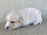 Goldie, a female Australian Shepherd and Golden Retriever for sale in Limestone, TN – 3 of 4