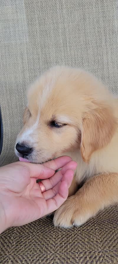 Blake , a male Australian Shepherd and Golden Retriever for sale in Limestone, TN – 8 of 8