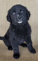 Trixie , a female Australian Shepherd and Golden Retriever for sale in Limestone, TN – 4 of 5