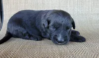 Trixie , a female Australian Shepherd and Golden Retriever for sale in Limestone, TN – 3 of 3