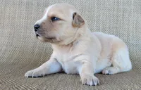 Candie, a female Australian Shepherd and Golden Retriever for sale in Limestone, TN – 4 of 4