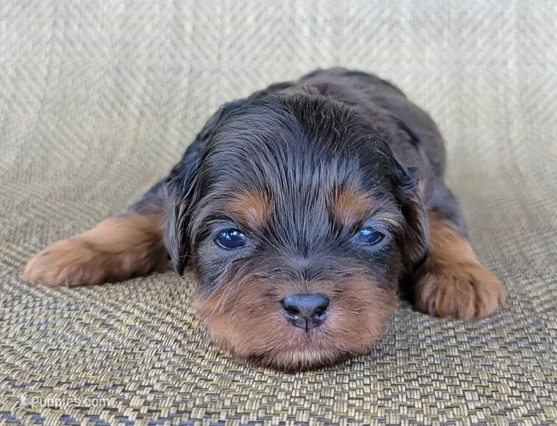 Tiana – Shihpoo puppy for sale in Limestone, TN