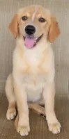 Candie, a female Australian Shepherd and Golden Retriever for sale in Limestone, TN – 5 of 10