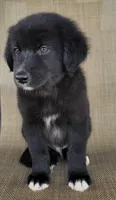 Bluey, a male Australian Shepherd and Golden Retriever for sale in Limestone, TN – 5 of 8