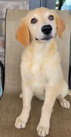 Elsa , a female Australian Shepherd and Golden Retriever for sale in Limestone, TN – 3 of 9