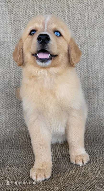 Goldie  – Golden Retriever puppy for sale in Limestone, TN
