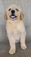 Goldie , a female Golden Retriever for sale in Limestone, TN – 1 of 7