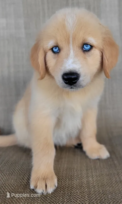 Blake  – Australian Shepherd, Golden Retriever puppy for sale in Limestone, TN