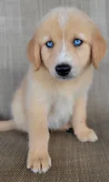 Blake , a male Australian Shepherd and Golden Retriever for sale in Limestone, TN – 2 of 8
